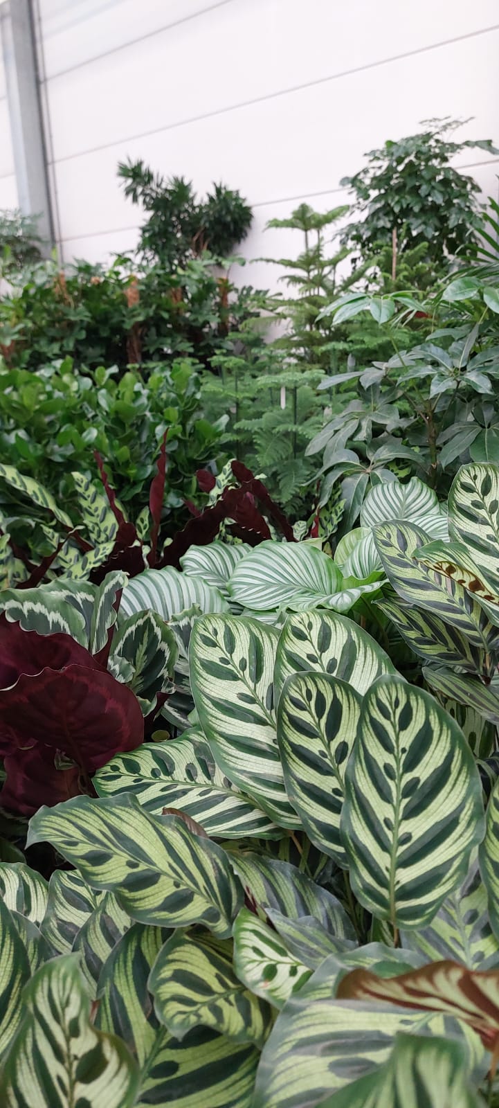 WhatsApp Image 2025-10-28 at 15.49.35 (1)